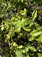 Citrus trifoliata
