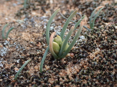 Ornithogalum