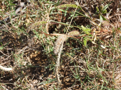 Setaria