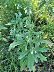 Salvia reflexa