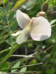 Vicia grandiflora