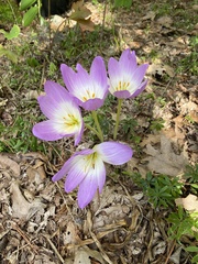 Colchicum speciosum