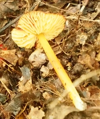 Hygrocybe cuspidata