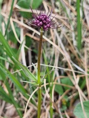 Valeriana capitata