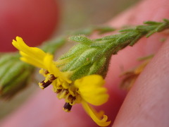 Deinandra paniculata