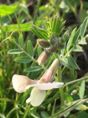 Vicia grandiflora