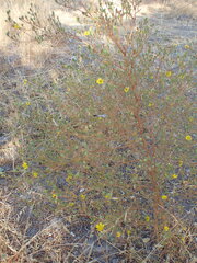 Deinandra paniculata