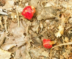 Hygrocybe cuspidata