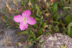 Oenothera rosea