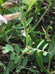 Vicia grandiflora