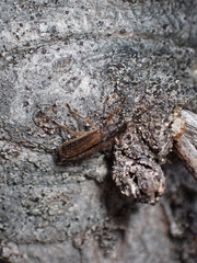 Chrysomeloidea