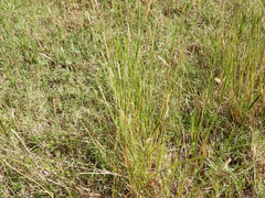 Setaria