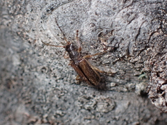 Chrysomeloidea