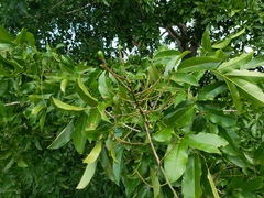 Andira inermis