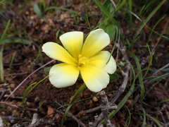 Moraea luteoalba