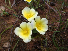 Moraea luteoalba