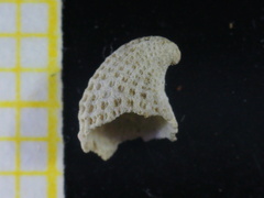 Emarginula rosea