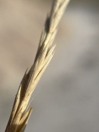 Image of Elymus smithii by (c) Matt Berger, some rights reserved (CC BY)