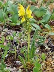 Pedicularis oederi