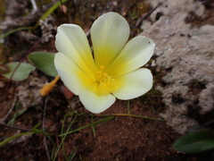 Moraea luteoalba
