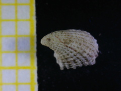 Emarginula rosea