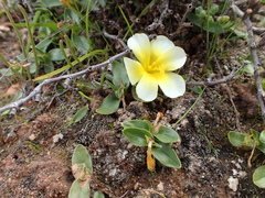 Moraea luteoalba