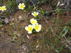 Moraea luteoalba