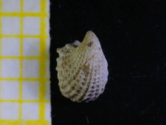Emarginula rosea