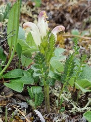 Pedicularis capitata