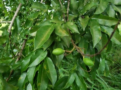 Andira inermis