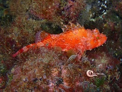 Scorpaena maderensis