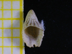 Emarginula rosea