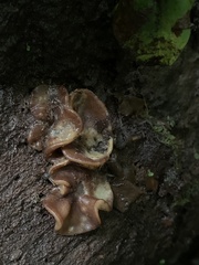 Phaeotremella foliacea