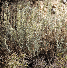Artemisia bigelovii