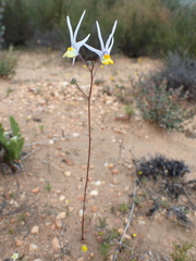 Nemesia cheiranthus
