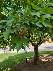 Liquidambar formosana