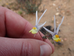 Nemesia cheiranthus