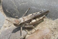 Acrotylus