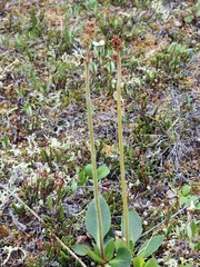 Micranthes hieraciifolia