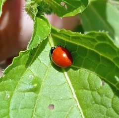 Cycloneda emarginata