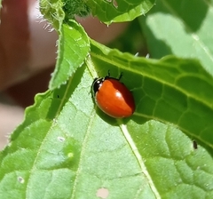 Cycloneda emarginata