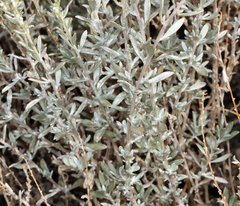 Artemisia bigelovii