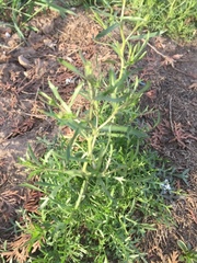 Lepidium ruderale