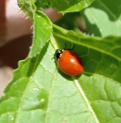 Cycloneda emarginata