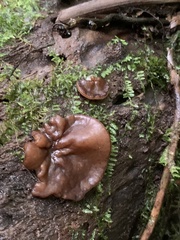 Phaeotremella foliacea