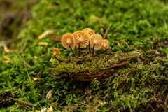 Xeromphalina enigmatica