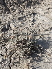 Eriogonum pauciflorum