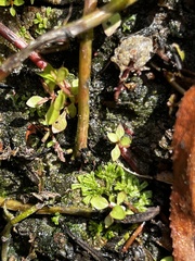Riccia huebeneriana