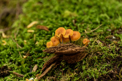 Xeromphalina enigmatica