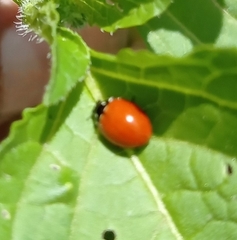 Cycloneda emarginata